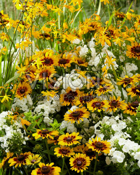 Mixed perennials Mixed perennials