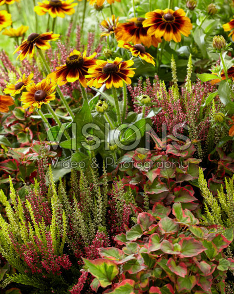 Mixed perennials Mixed perennials