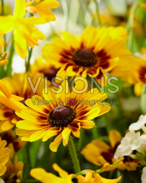 Rudbeckia Giggling SmileyZ ™ Rudbeckia Giggling SmileyZ ™