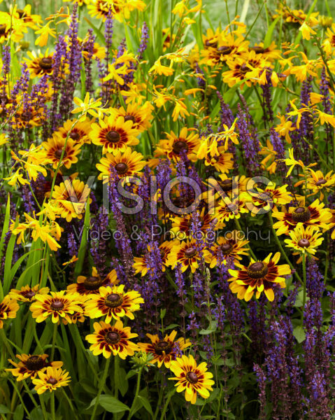 Mixed perennials Mixed perennials
