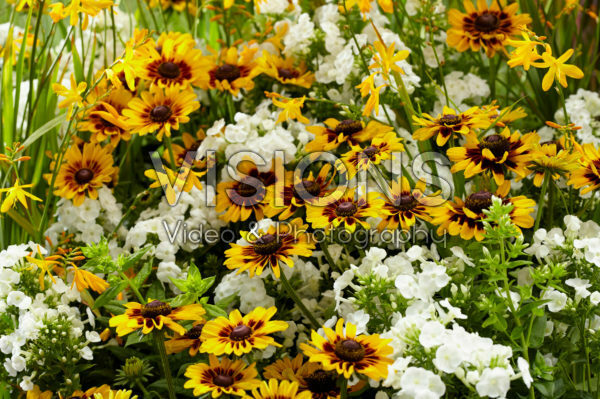 Mixed perennials Mixed perennials
