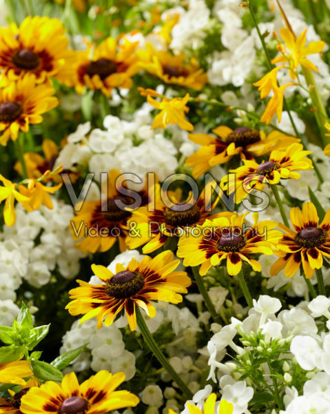 Mixed perennials Mixed perennials
