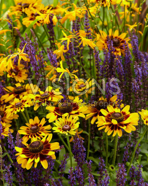 Mixed perennials Mixed perennials