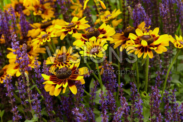 Salvia nemorosa, Rudbeckia Giggling SmileyZ â„¢ Salvia nemorosa, Rudbeckia Giggling SmileyZ â„¢