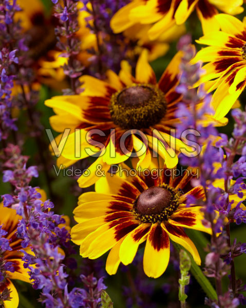 Salvia nemorosa, Rudbeckia Giggling SmileyZ â„¢ Salvia nemorosa, Rudbeckia Giggling SmileyZ â„¢
