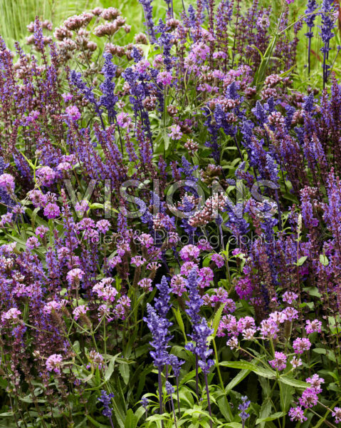 Mixed perennials Mixed perennials