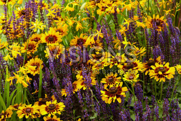 Mixed perennials Mixed perennials