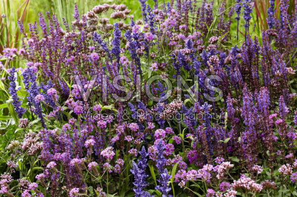Mixed perennials Mixed perennials