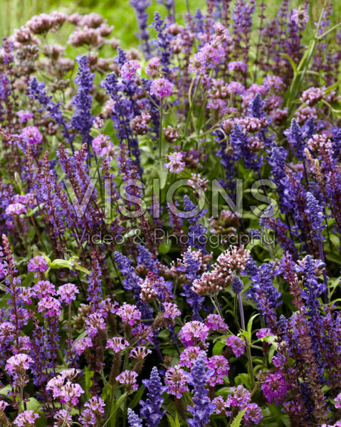 Mixed perennials Mixed perennials