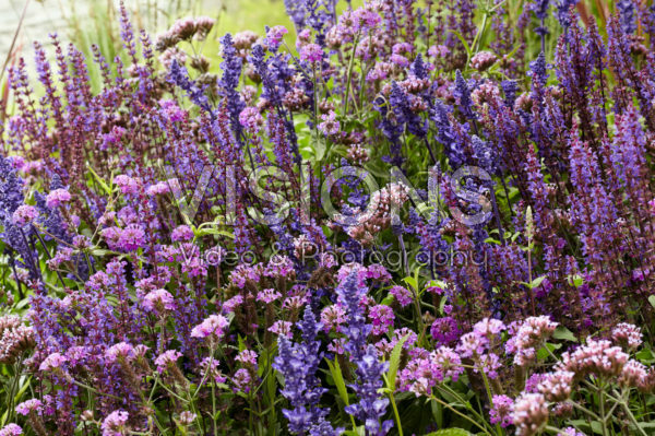 Mixed perennials Mixed perennials