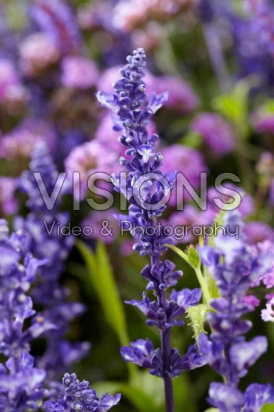 Salvia Mystic Spires Blue Salvia Mystic Spires Blue