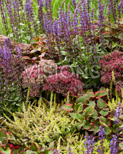 Mixed perennials Mixed perennials