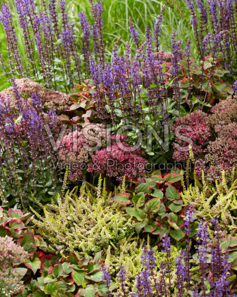 Mixed perennials Mixed perennials