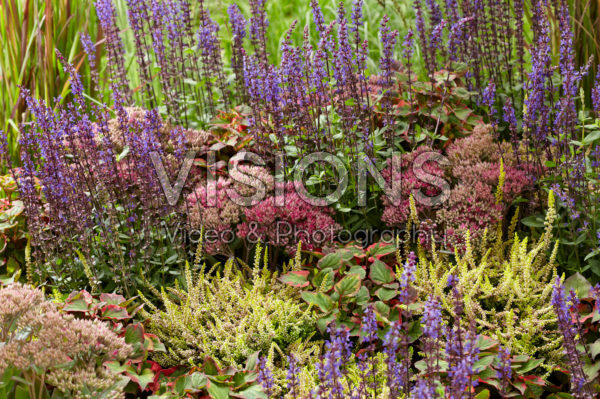 Mixed perennials Mixed perennials
