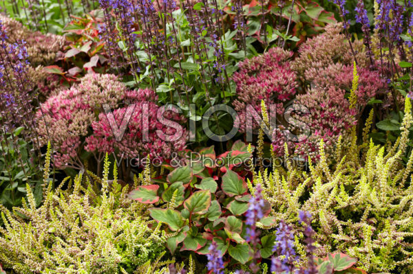 Mixed perennials Mixed perennials