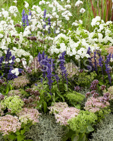 Mixed perennials Mixed perennials