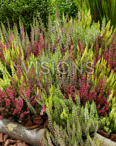 Calluna vulgaris Beauty Ladies mix Calluna vulgaris Beauty Ladies mix