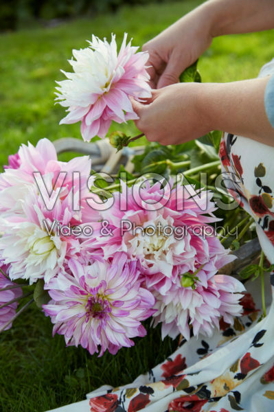 Picked dahlias Picked dahlias
