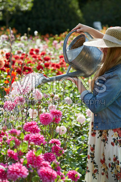 Watering Dahlia garden Watering Dahlia garden
