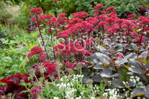 Sedum Red Cauli Sedum Red Cauli
