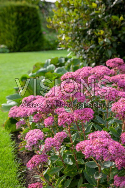 Sedum Carl Sedum Carl