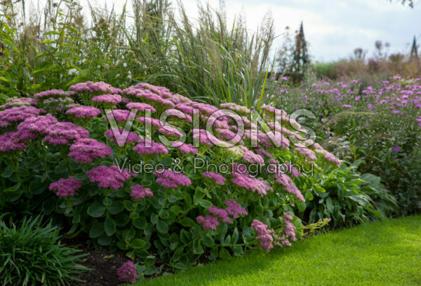 Sedum, Calamagrostis brachytricha Sedum, Calamagrostis brachytricha