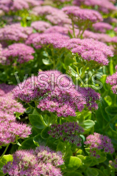 Sedum spectabile Meteo Sedum spectabile Meteo