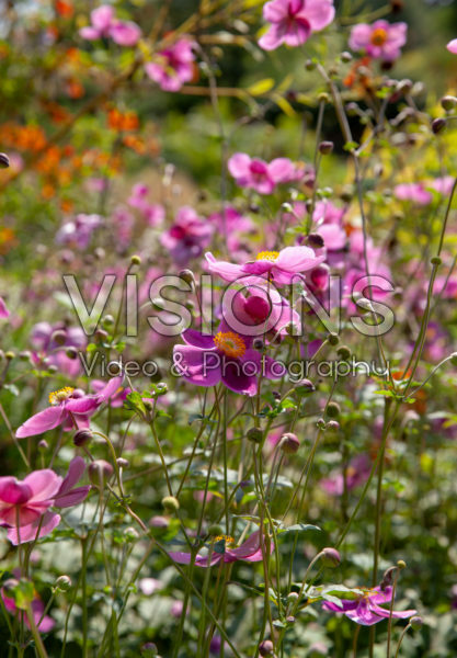 Anemone × hybrida Hadspen Abundance Anemone × hybrida Hadspen Abundance