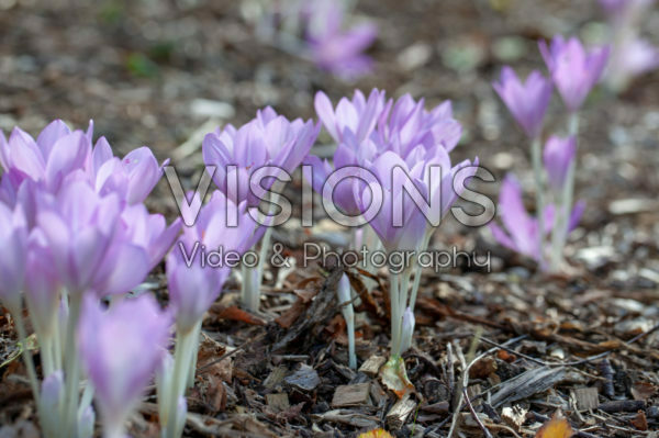 Colchicum byzantinum Colchicum byzantinum
