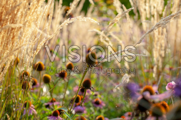 Echinacea seedheads Echinacea seedheads