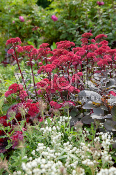 Sedum Red Cauli Sedum Red Cauli
