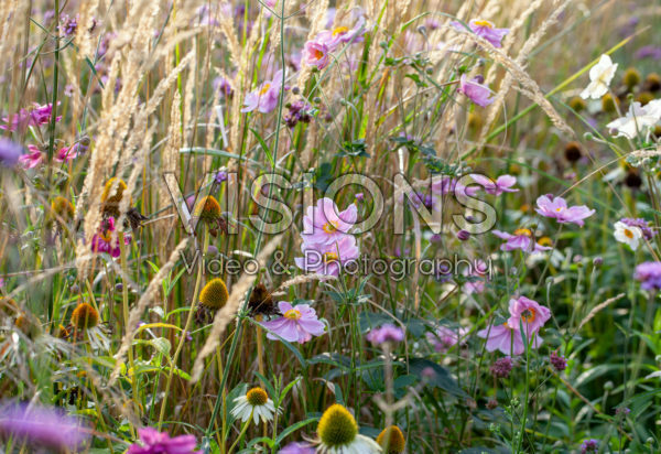 Anemone hupehensis, Echinacea Anemone hupehensis, Echinacea