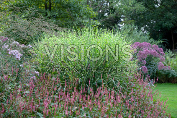 Miscanthus sinensis Strictus Miscanthus sinensis Strictus