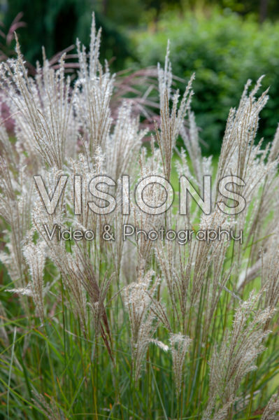 Miscanthus sinensis Kleine Fontäne Miscanthus sinensis Kleine Fontäne