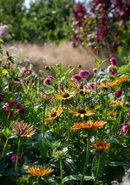 Dahlias and Rudbeckias Dahlias and Rudbeckias