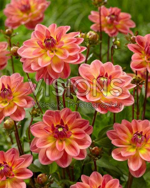 Dahlia Pacific View Dahlia Pacific View