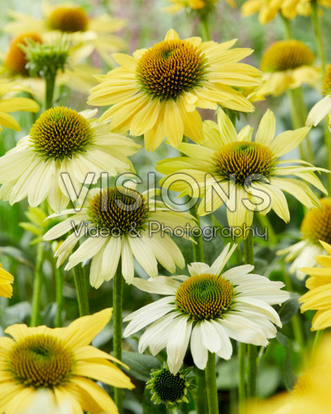 Echinacea Mellow Yellows Echinacea Mellow Yellows