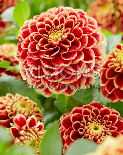 Dahlia Jowey Hubert Dahlia Jowey Hubert