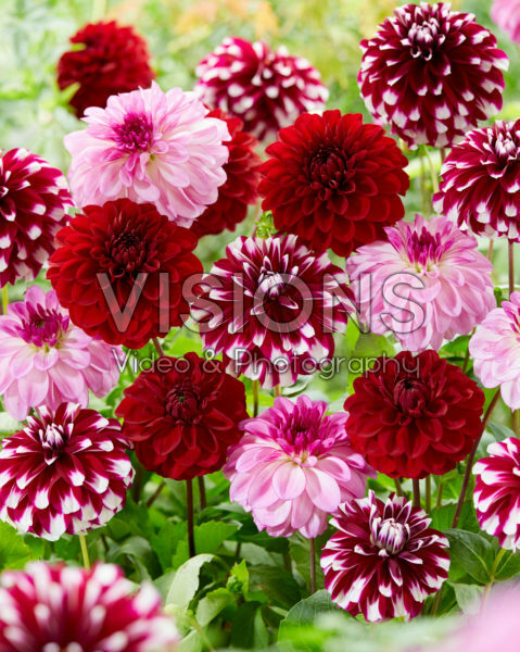 Dahlia mix Dahlia mix
