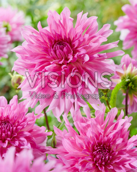 Dahlia Light Music Dahlia Light Music