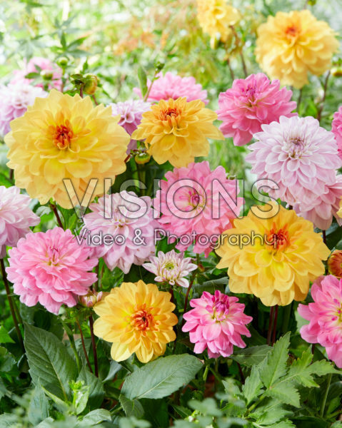 Dahlia mix Dahlia mix