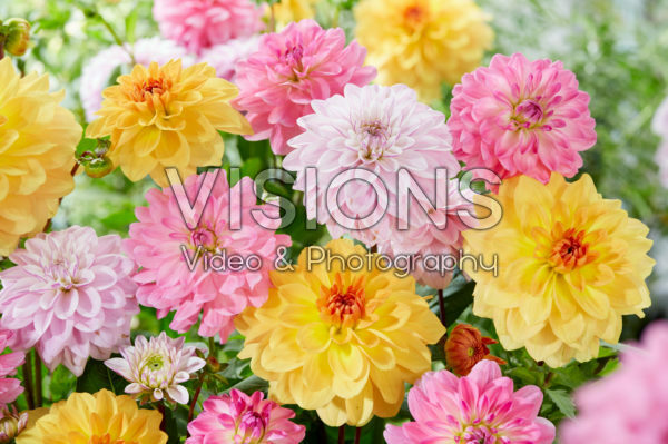 Dahlia mix Dahlia mix