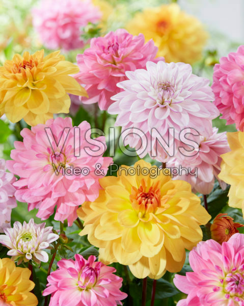 Dahlia mix Dahlia mix
