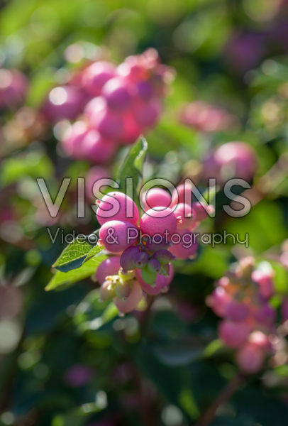 Symphoricarpos Magical Candy Symphoricarpos Magical Candy