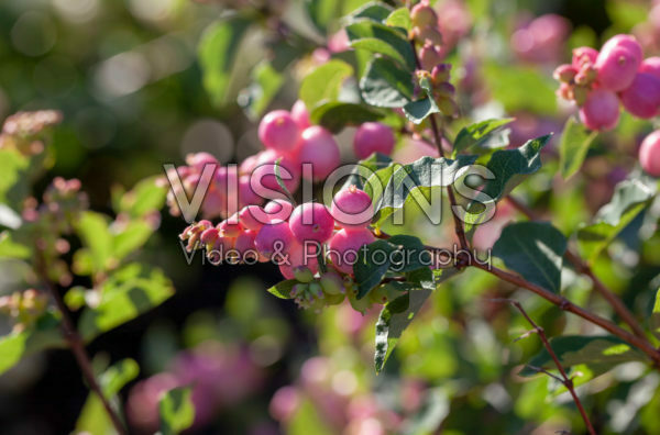 Symphoricarpos Magical Candy Symphoricarpos Magical Candy