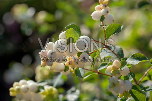 Symphoricarpos Magical Galaxy Symphoricarpos Magical Galaxy