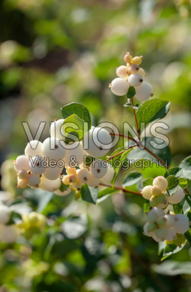 Symphoricarpos Magical Galaxy Symphoricarpos Magical Galaxy
