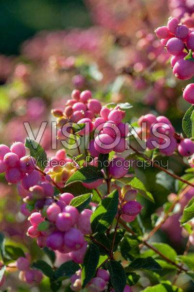 Symphoricarpos Magical Sweet Symphoricarpos Magical Sweet