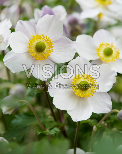 Anemone x hybrida Elfin Swan Anemone x hybrida Elfin Swan
