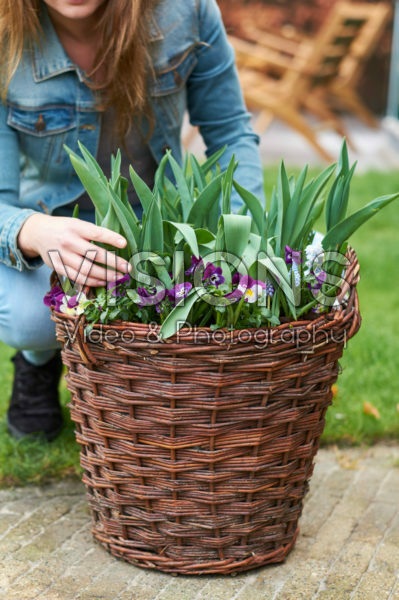 Pansies and tulips in basket Pansies and tulips in basket
